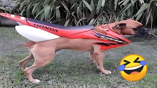 Funniest Cats and Dogs Videos 2024 😹🐶 Best Funny Animal Videos 😂 Funny Pets Zone #8