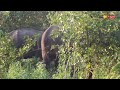 a glimpse of giants wild elephants captivate travelers near galgamuwa