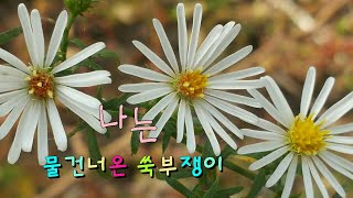 나물로 먹는 외래식물인 미국쑥부쟁이(쑥부쟁이꽃과 미국쑥부쟁이꽃의 비교)