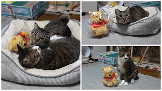 機嫌の悪そうなクマのプーさんと出会った猫たち【リキちゃんねる　猫動画】 キジトラ 猫のいる暮らし