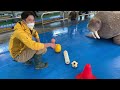 《鳥羽水族館》11 27 16 00〜ライブ配信⭐︎セイウチトレーニング