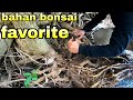 Berburu Bonsai Mendapat Bahan FAVORITE Dari Alam