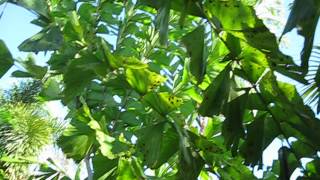 Caryota gigas juvenile palm in Indian River county