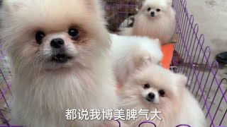 狗市实拍：成年博美犬，牙齿都快掉光了，脾气还是那么大，真厉害