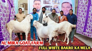 Biggest Full White Bakro Ka Mela At Al Mira Goat Farm