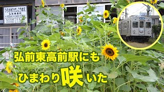 弘前東高前駅にも、ひまわり咲いた (弘南鉄道弘南線)