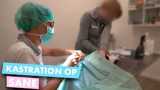 Doc Polly - Kastration OP Sane