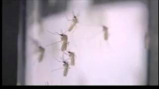 Mosquito Testing