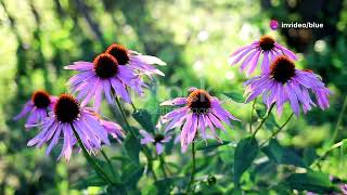 Echinacea Unveiled: Top 5 Fun Facts #herbs #garden #top5