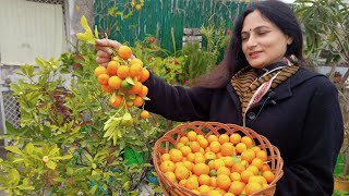 How and when to prune, repot and add compost in China orange(Lemon plant) | Harvesting |