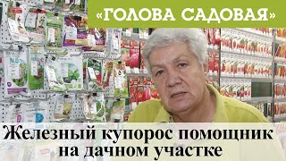 Голова садовая - Железный купорос помощник на дачном участке