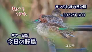 ギター日記　今日の野鳥　・　まつぶし緑の丘公園　2022年11月9日