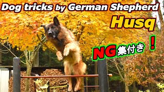 Dog Tricks (some NG scenes) by German Shepherd Husk