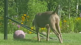 Dog eats bird. Bird fights back.