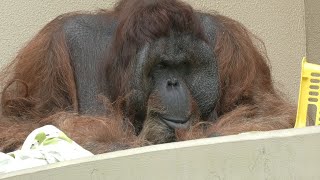 オランウータンVSチンパンジー、ジュンのロングコール　日本平動物園　ボルネオオラン