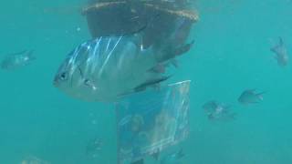 Snorkeling at Duck Island, Noumea - île aux Canards - New Caledonia