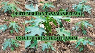 PERTUMBUHAN TANAMAN PEPAYA USIA 15 HARI SETELAH TANAM