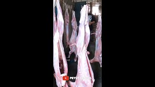 Wow, Bos Kambing Guling ini bisa habiskan 15 Kambing sehari !!!