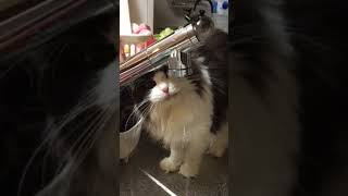 水道水(蛇口)から水を飲む飲む猫 Cat drinks water