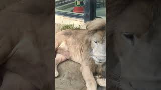 師走👀⑭ホワイトライオン・白獅子・セラムくん・沖縄こどもの国・・・White_Lion・Okinawa Zoo \u0026 Museum(20221229)