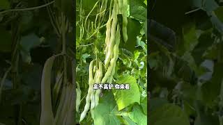 247 大秧农场 摘不败芸豆，九粒白 #摘不败芸豆  #九粒白  #芸豆  @快手创作者中心O3xrgtux2ehryffe