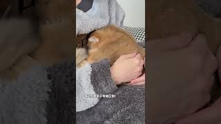 委屈小猫钻怀里抬头都不愿抬 猫咪 委屈小猫 粘人精 萌宠出道计划 抖音萌宠