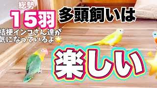 鳥ランド🕊️多頭飼い。朝の一斉放鳥は毎日楽しい楽園です🌟