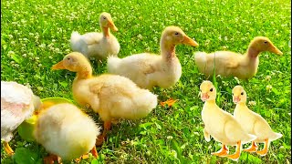 Collection of funny moments about Ducklings in the pool, baby ducks, pig, dog, kitten