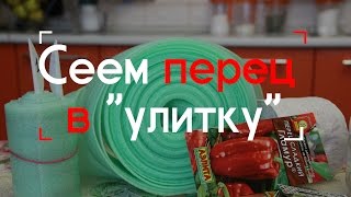 Сеем перец в 