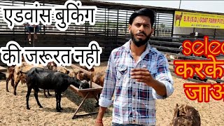 असली सिरोही बकरी की पहचान कैसे करे ??? | Sirohi goat - characteristics, growth rate, sale price