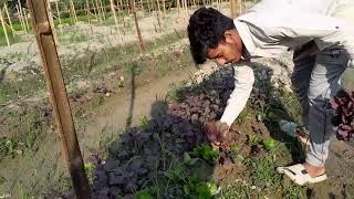 লাল শাক চাষে দ্বিগুণ লাভ|| Double profit in red vegetable cultivation||