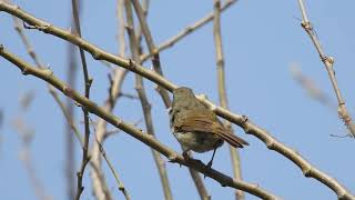 2018・鶯初鳴き