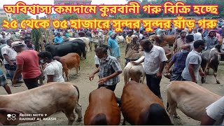 কুরবানীর গরু অবিশ্বাস্য দামে!! মাত্র ২৫ থেকে ৩৫ হাজারের সুন্দর সুন্দর ষাঁড় গরু || রেলবাজার হাট