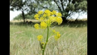 Episode 354 - Health Benefits of Asafoetida or Hing Powder