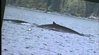 Fin Whale Sighting Off the Coast of Vancouver Island