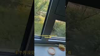 半个月没见爷爷了看爷爷来了看给他急的 #有一种爱叫隔代亲 #爷孙情 #萌娃 #baby #babycrying #babyshorts #kidsvideos #kidcrying #shorts