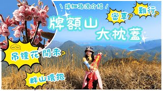 【香港行山好去處】「吊鐘花」🌸開啦！登「大枕蓋」賞花☺️！加遊「牌額山」🤯大驚喜！🤩近觀大蚊山好鬼得意🤠，風景一流！