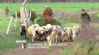 Bécassines et bécasses sous le soleil du Maroc