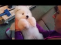 samoyed sleeping in mum s arms