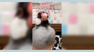 【安全に鳥と遊ぼう】放鳥時のおすすめアイテム！ #shorts