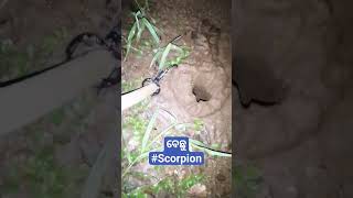 ବର୍ଷା ନେ ବେଛୁ ବାହାରୁଛେ ସତର୍କ ହେଇ ରହ!#rain#Scorpion(2)