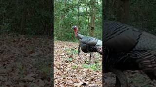 turkeys are suspicious of everything