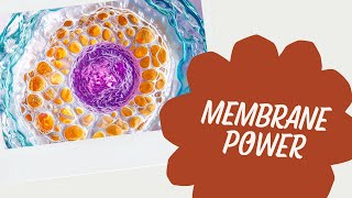 Protect & Supercharge Cell Membranes: 3 Steps to Boost Mitochondrial Energy