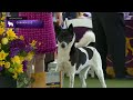 Canaan Dogs |  Breed Judging 2023