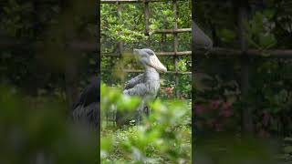 今日も動くハシビロコウ　ジット君　千葉市動物公園 #shorts