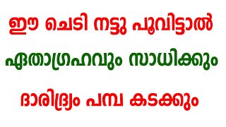 ഈ ചെടി നട്ടു പൂവിട്ടാൽ ഏതാഗ്രഹവും സാധിക്കും | Malayalam Astrology |  Luck in | jyothisham malayalam