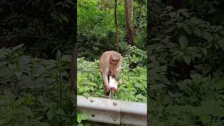 🙊 നാണമില്ലേ ടാ നിനക്ക് 😢🙄😳 എനിക്ക് താ....😢😢🙄 #trending #shortvideo #love #monkey #ooty