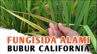 Cara Membuat Bubur California, Fungisida Alami untuk Tanaman Padi, Fungisida Organik