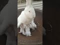 RABBIT, OMG Animals SOO Cute! AWW Cute baby animals, CUTEST moment of the Animal Planet 兔子 #653