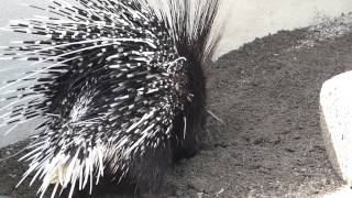 穴を掘るアフリカタテガミヤマアラシ(福岡市動物園)